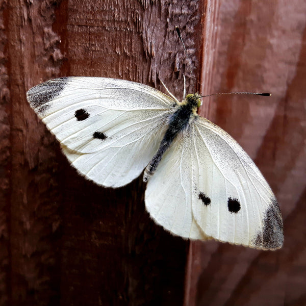 Butterfly with black spots on a wooden surface